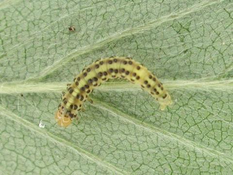 Squelette du pommier et du cenellier (Choreutis pariana)_1