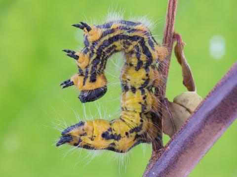 Chenille à col jaune (Datana ministra)_4