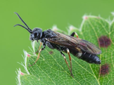 Tenthrède du rosier (Allantus cinctus)_4