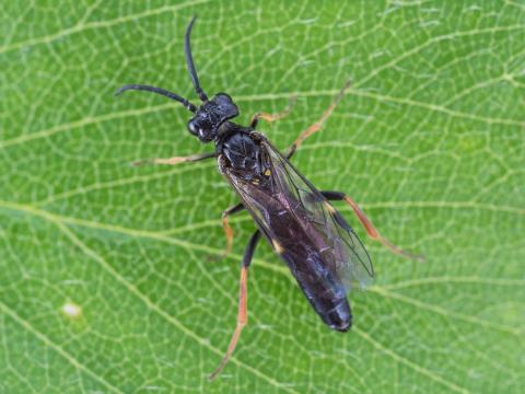 Tenthrède du rosier (Allantus cinctus)_5