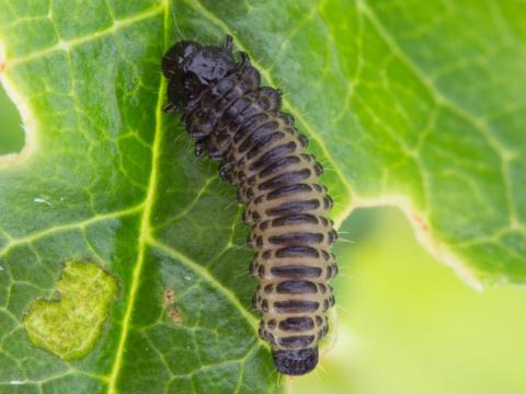 Galéruque du cerisier (Tricholochmaea cavicollis)_4