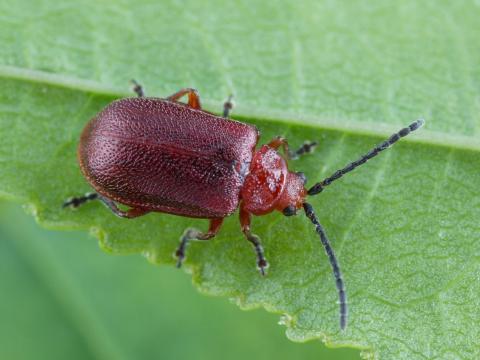 Galéruque du cerisier (Tricholochmaea cavicollis)_5