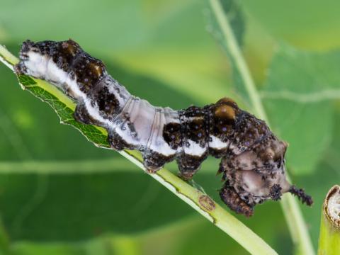 Vice-roi (Limenitis archippus)_3