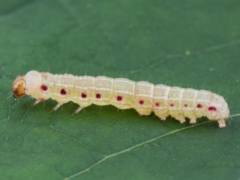 Chenille pointillée (Morrisonia confusa)_2