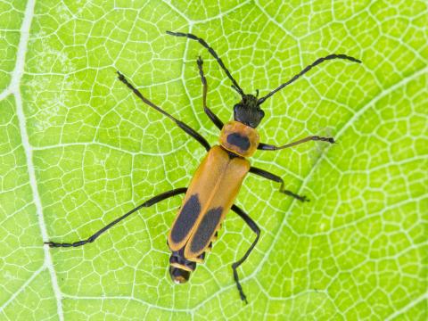 Cantharide Pennsylvanie (Chauliognathus pensylvanicus)_1