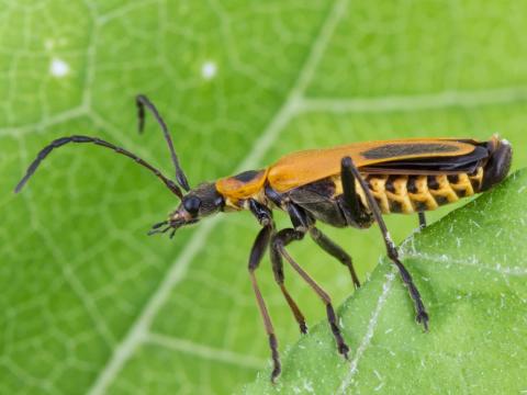 Cantharide Pennsylvanie (Chauliognathus pensylvanicus)_2