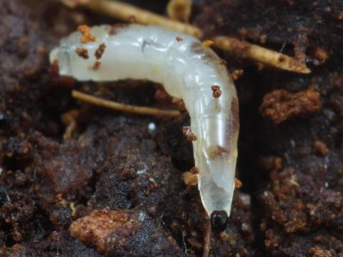 Sciaridés (Sciaridae)