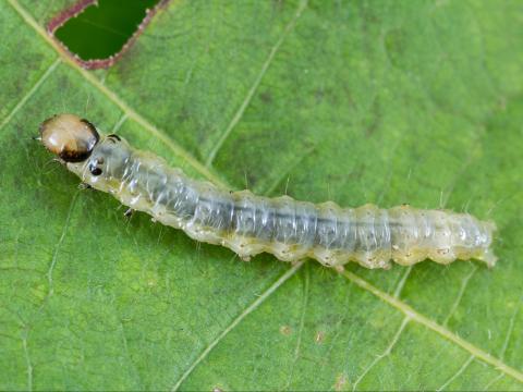 Plieuse de la vigne (Desmia funeralis)_3