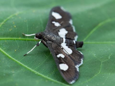 Plieuse de la vigne (Desmia funeralis)_5