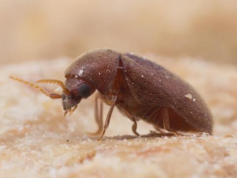 Lasioderme du tabac (Lasioderma serricorne)_1