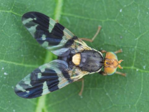 Trypète noire des cerises (Rhagoletis fausta)_3