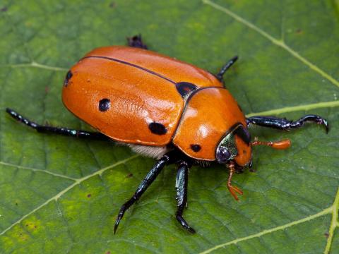 Pelidnota punctata_2