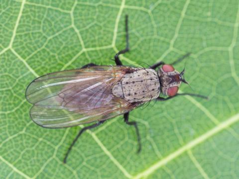 Mouche de l'oignon (Delia antiqua)_4