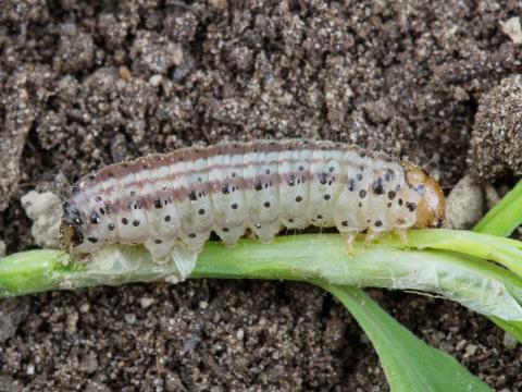 Perceur du houblon (Hydraecia immanis)_1