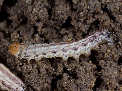 Perceur du houblon (Hydraecia immanis)_2