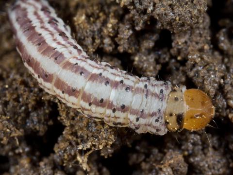 Perceur du houblon (Hydraecia immanis)_3