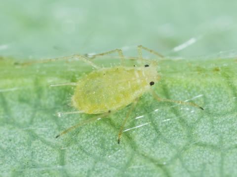 Puceron du fraisier (Chaetosiphon fragaefolii)_6