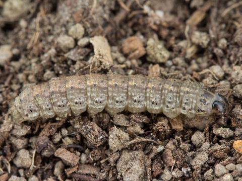 Ver-gris noir (Agrotis ipsilon)_6