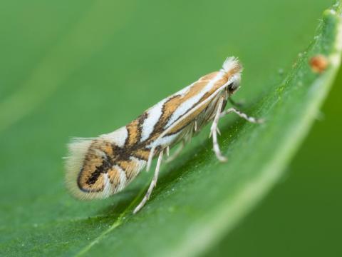 Mineuse marbrée (Phyllonorycter blancardella)_3