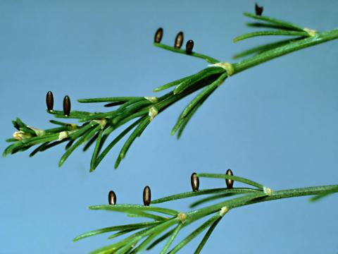 Criocère de l'asperge (Crioceris asparagi)_7