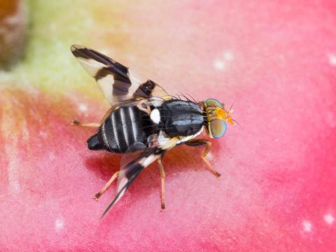 Mouche de la pomme (Rhagoletis pomonella)_5