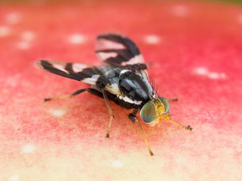 Mouche de la pomme (Rhagoletis pomonella)_7