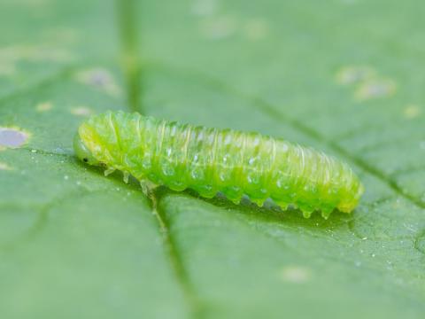 Tenthrède du framboisier (Monophadnoides geniculatus)_3