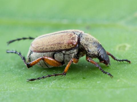 Scarabée du rosier (Macrodactylus subspinosus)_7