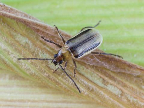 Chrysomèle des racines du mais de l'ouest (Diabrotica virgifera virgifera)_6