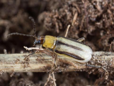 Chrysomèle des racines du mais de l'ouest (Diabrotica virgifera virgifera)_7