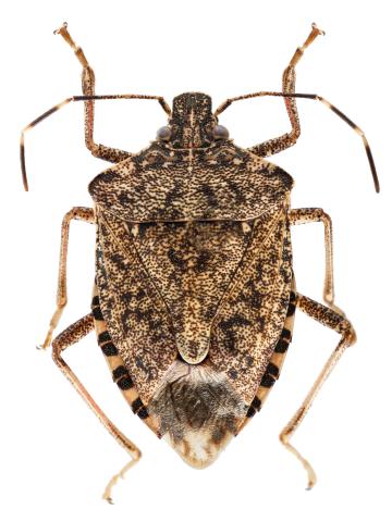 Punaise marbrée (Halyomorpha halys)_6