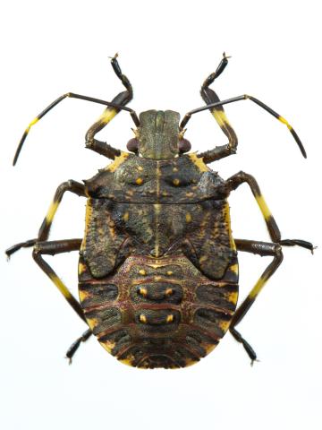 Punaise marbrée (Halyomorpha halys)_7