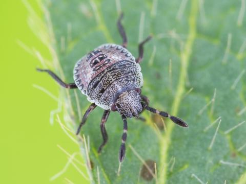 Punaise brune (Euschistus servus euschistoides)_5