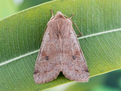 Orthosie verte (Orthosia hibisci)_5