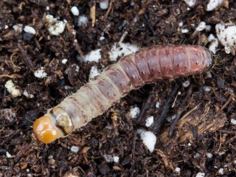 Perce-tige tacheté (Hydraecia micacea)_5