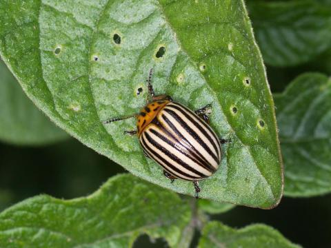 Doryphore de la pomme de terre (Leptinotarsa decemlineata)_7