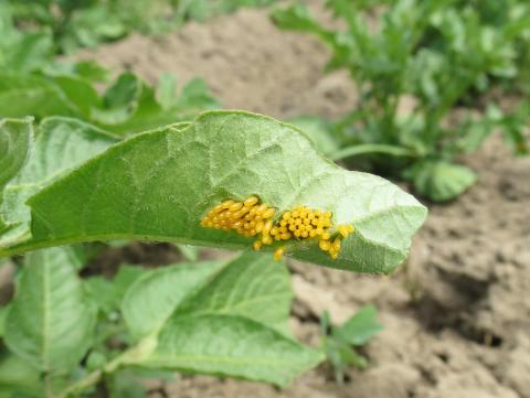 Doryphore de la pomme de terre (Leptinotarsa decemlineata)_8