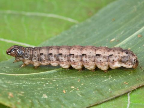 Légionnaire d'automne (Spodoptera frugiperda)_9