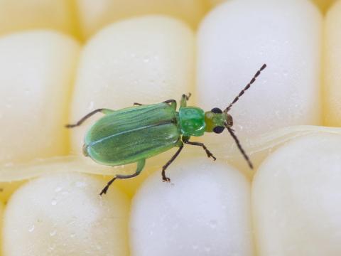 Chrysomèle des racines du mais du nord (Diabrotica barberi)_5