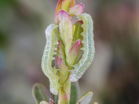 Noctuelle cuivrée (Amphipyra pyramidoides)_4