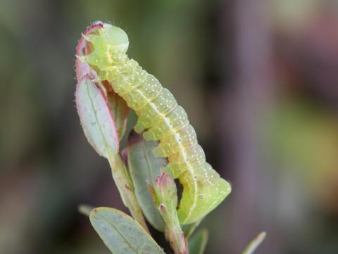 Noctuelle cuivrée (Amphipyra pyramidoides)_5