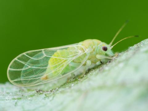 Psylle du pommier (Cacopsylla mali)_1