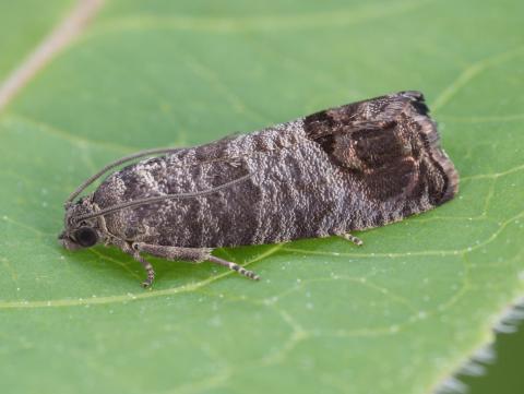 Carpocapse de la pomme (Cydia pomonella)_9