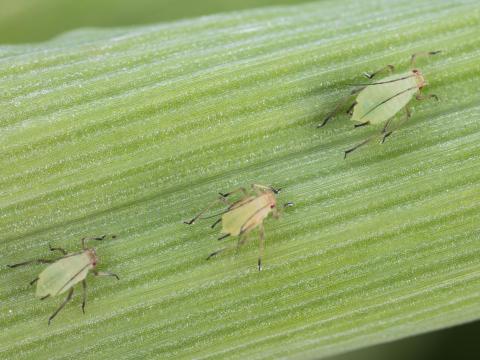 Puceron des céréales (Sitobion avenae)_6