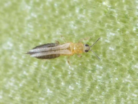 Thrips de l'oignon (Thrips tabaci)_1