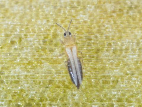 Thrips de l'oignon (Thrips tabaci)_5