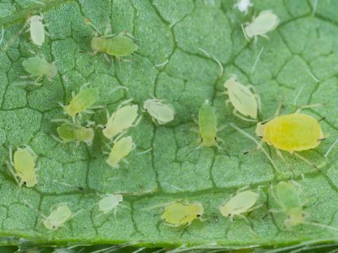 Puceron du soya (Aphis glycines)_7