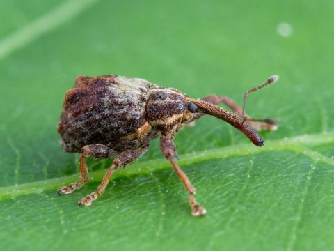 Charançon de la pomme (Anthonomus quadrigibbus)_3