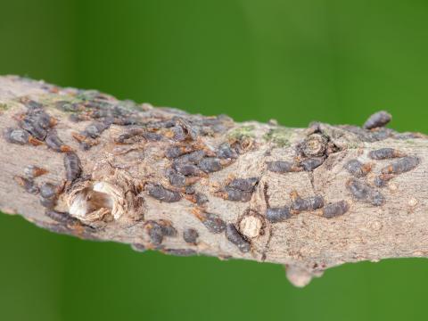 Cochenille virgule du pommier (Lepidosaphes ulmi)_3