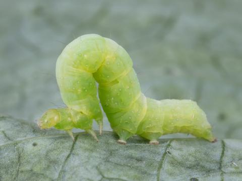 Fausse-arpenteuse du chou (Trichoplusia ni)_5